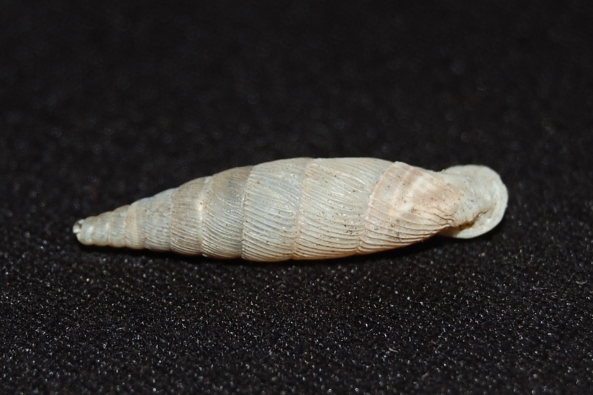 Clausilidae sp. da identificare